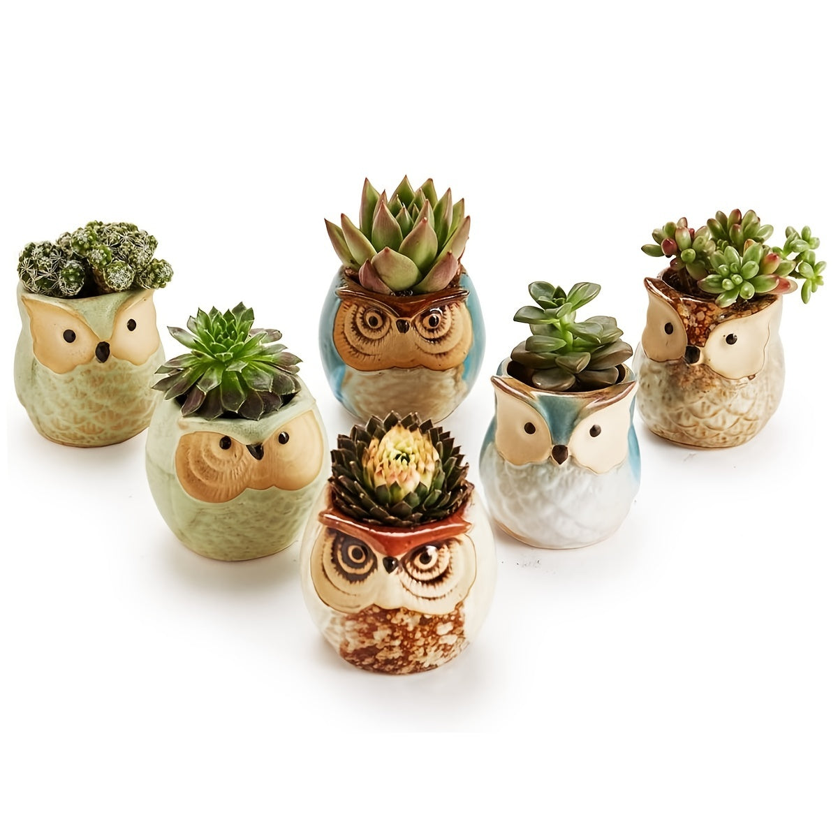Owlish Companions Succulent Set