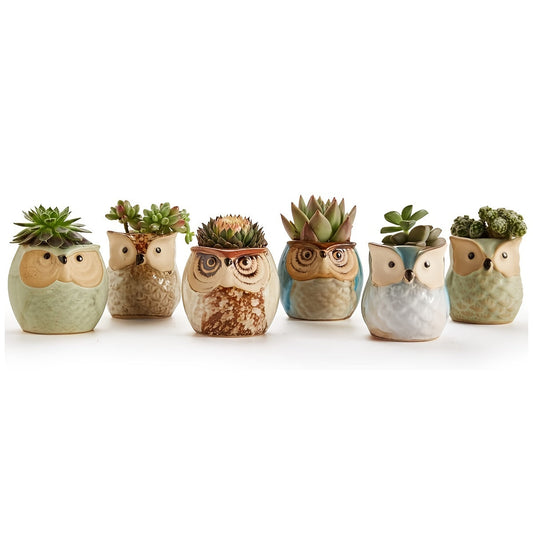 Owlish Companions Succulent Set